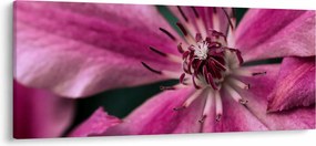 Rózsaszín flamingóvirág képe (120x50 cm)