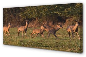 Canvas képek Deer Golf napkelte 125x50 cm