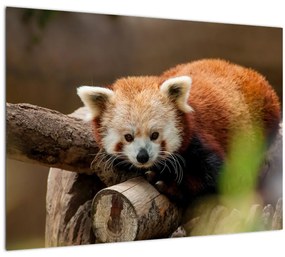 Vörös panda képe (üvegen) (70x50 cm)