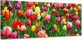 Vászonkép 150x70 Színes tulipánok a réten