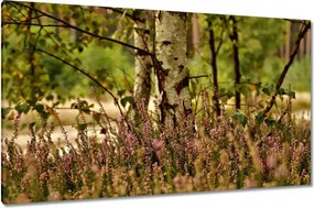 Vászonkép 120x70 Nyírfa a hangák között Erdő