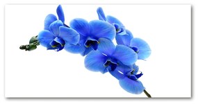 Akrilkép Kék orchidea oah-91549599