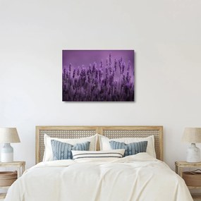 Üveg kép - Levendula (70x50 cm)