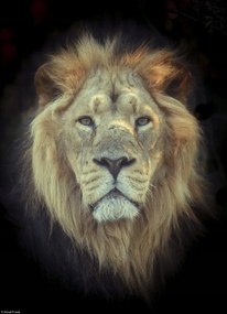 Poszter 20,5x28,4cm Oroszlánfej, Assaf Frank
