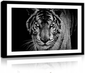 Vászonkép 60x40 Tigris fekete-fehér portré vadállat erős tekintet szőrme