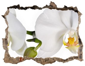 Fali matrica lyuk a falban Orchidea nd-k-103920801