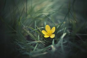 Vászonkép Canvas Kert Rét Fű Sárga Virág Tavasz Természet 60x40