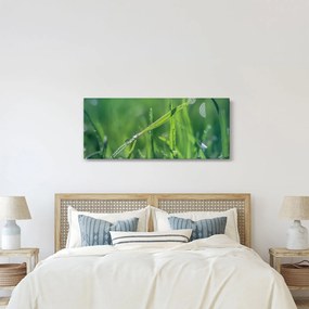 Harmat cseppek képe (120x50 cm)