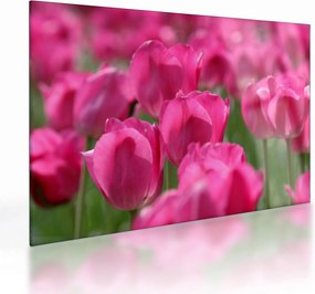 Üveg kép - Rózsaszín tulipánok (70x50 cm)