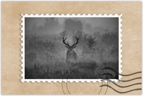 Poszterek 60x40 Szarvas a ködben