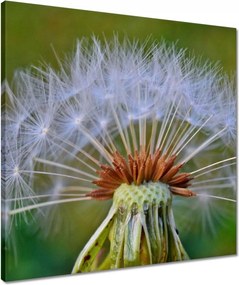 Vászonkép 50x50 Pitypang Virág Virágok