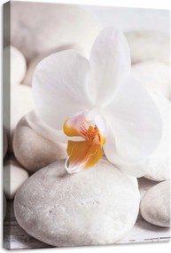 Vászonkép 50x70 Orchidea kövek spa relaxáció fehér nyugalom harmónia zen virág
