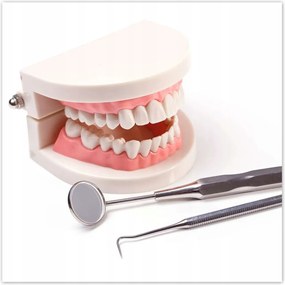 Poszterek 70x70 Állkapocs tükörrel