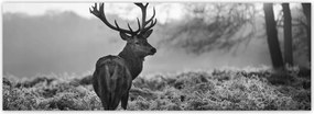 Fotótapéta flizelina 624x219 Szarvas a rikkancson