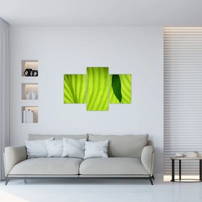 Kép - Zöld levél részlete (90x60 cm)