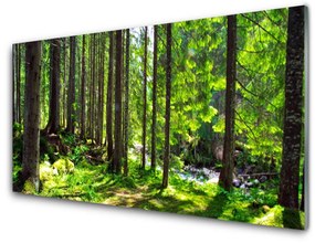 Modern üvegkép Nature Plant Erdei fák 100x50 cm