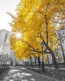 Poszter 40x50cm Ösvény a központi parkon át 4, Assaf Frank