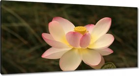 Vászonkép 115x55 Lótusz Lótuszvirág