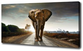 Vászonkép Séta elefánt oc-25742331
