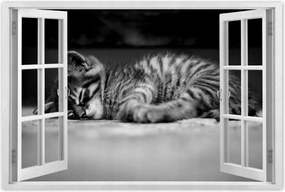 Poszterek 60x40 Cica Macska