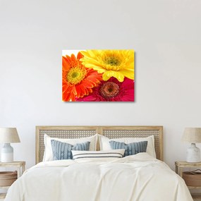 Üveg kép - Virágok Gerbery (70x50 cm)