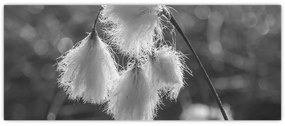 Kép - Cottongrass (120x50 cm)