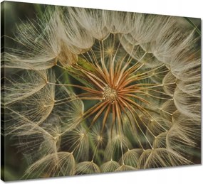 Vászonkép 50x40 Pitypang Virág Virágok