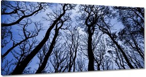 Vászonkép 120x60 Erdő Fák Kilátás alulról