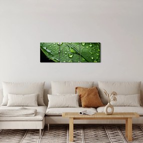 Kép - Levél eső után (órával) (90x30 cm)