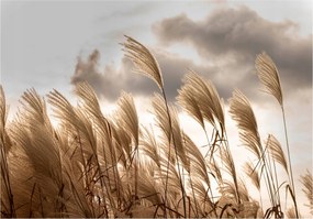 Fotótapéta Pampas Fű Mező Hálószoba 254x184