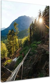 Vászonkép 70x100 Hegyek Napfény Erdő Ösvény