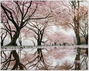 Poszterek 50x40 Fa Fák Kilátás