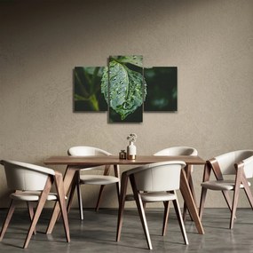 Kép - cseppek a levelen (90x60 cm)