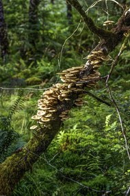 Poszter 40x60cm Gomba a fĂĄn, Assaf Frank