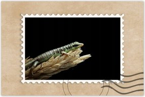 Poszterek 90x60 Indonéz gyík