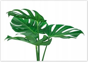 Poszterek 100x70 Monstera Lyukas levelek
