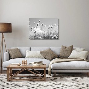 Üveg kép - Boho nyuszi farok fű (70x50 cm)