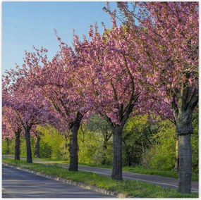 Poszterek 140x140 Fa FĂĄk KilĂĄtĂĄs