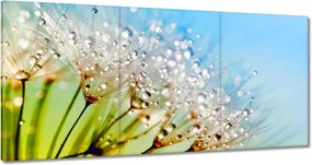 Vászonkép 180x90 Harmatcseppek Pitypang