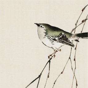 Dekoratív fotótapéta az irodába Harmonikus madár 250x250 Ragasztó