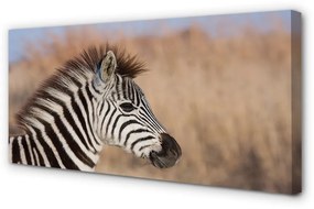 Canvas képek zebra 100x50 cm