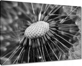 Vászonkép 100x70 Pitypang Virág Virágok