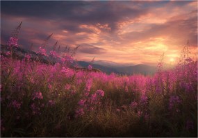 Fotótapéta Virágok Mező Tájkép Hálószoba Nappali Tapéta Flizelina 350x250