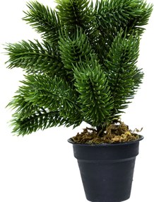 Mini műfenyő cserépben 22 cm Hó nélküli