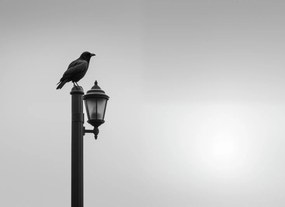 Poszter 55x40cm Magányos Holló