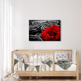 Kép - Rózsák (90x60 cm)