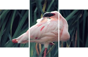 Kép - Flamingó (90x60 cm)