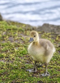 Poszter 20,5x28,4cm Gosling, Assaf Frank