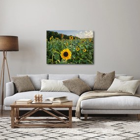 Kép - Napraforgómező II. (70x50 cm)