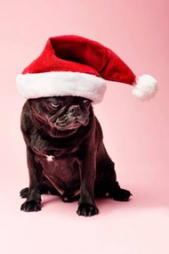 Fotográfia Grumpy Pug Wearing a Christmas Hat, ClarkandCompany